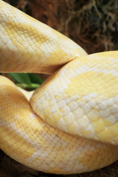 Serpiente albina sobre la naturaleza — Foto de Stock