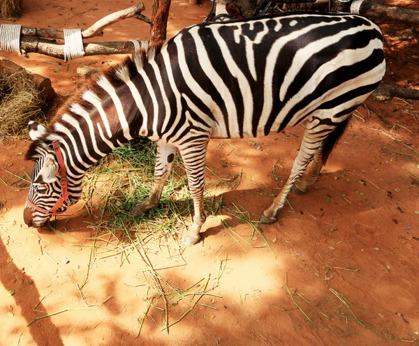 Zebra gras eten in dierentuin. — Stockfoto