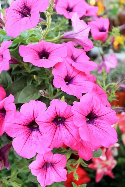 Flor de Petunias — Foto de Stock