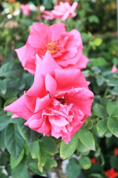 Ροζ τριαντάφυλλο λουλούδια στον κήπο — Φωτογραφία Αρχείου
