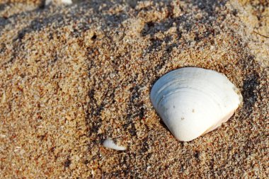 Shell kum plaj.