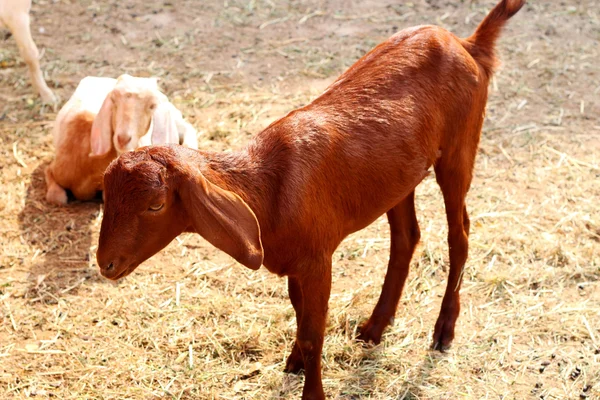 Granja de cabra marrón — Foto de Stock