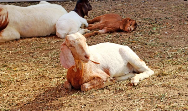 茶色のヤギの農場 — ストック写真