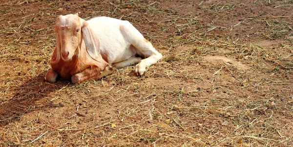 Granja de cabra marrón — Foto de Stock