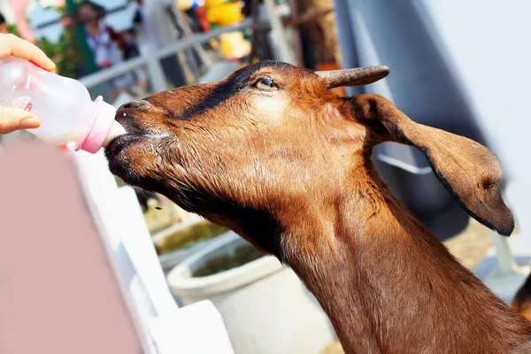Granja de cabra marrón — Foto de Stock
