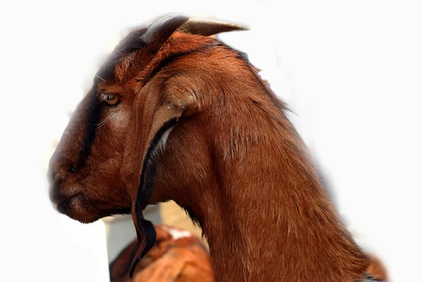 Brown goat farm — Stock Photo, Image