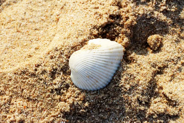 Shell sulla spiaggia di sabbia . — Foto Stock