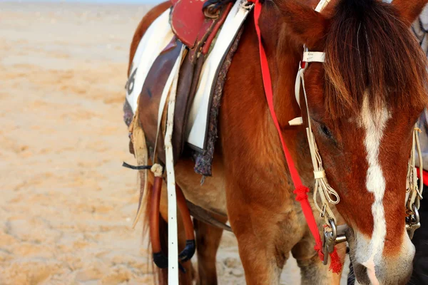 Chevaux sur la plage — Photo