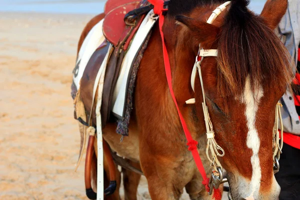 Chevaux sur la plage — Photo