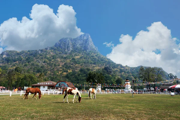 Άλογα στο χορτάρι κοντά στο ορεινό τοπίο. — Φωτογραφία Αρχείου
