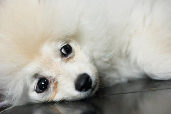 Cão pomerano branco — Fotografia de Stock