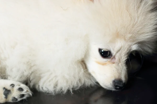 Cão pomerano branco — Fotografia de Stock