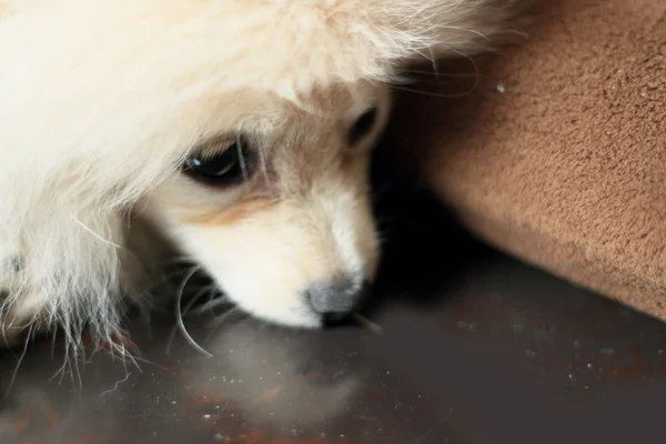 White Pomeranian Dog — Stock Photo, Image