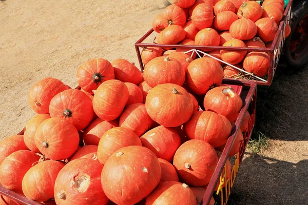 Sklízet čerstvé dýně oranžové na farmě za den halloween — Stock fotografie