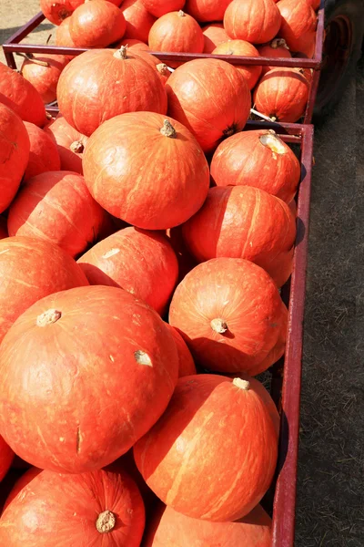 Sklízet čerstvé dýně oranžové na farmě za den halloween — Stock fotografie