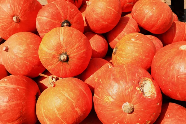 Cosechar naranja calabaza fresca en la granja para el día de Halloween — Foto de Stock