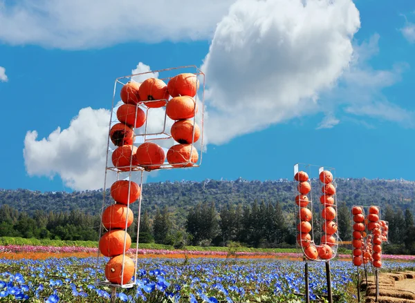 Skörda färska pumpkin orange i himlen — Stockfoto