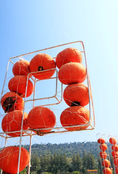 Збираємо свіжий гарбузовий апельсин в небі — стокове фото