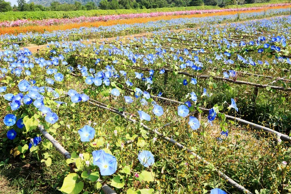 蓝色荣耀花园里的花 — 图库照片