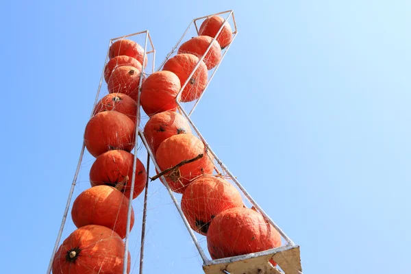 Skörda färska pumpkin orange i himlen — Stockfoto