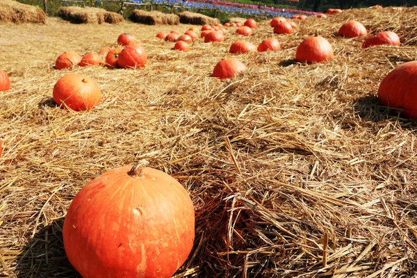 Cosechar naranja calabaza fresca en la granja para el día de Halloween — Foto de Stock