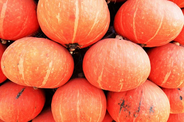 Cosechar naranja calabaza fresca en la granja para el día de Halloween — Foto de Stock