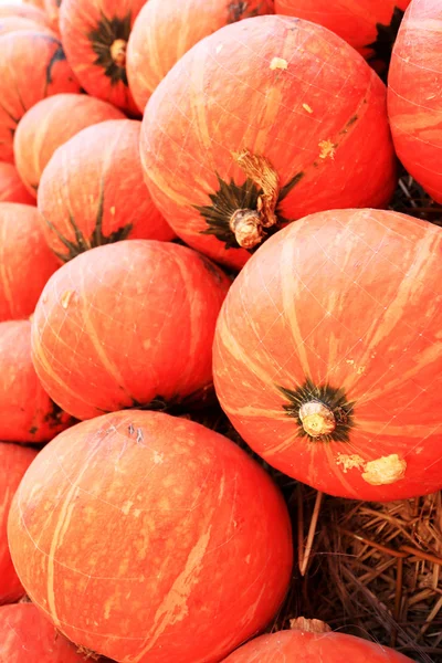 Cosechar naranja calabaza fresca en la granja para el día de Halloween — Foto de Stock