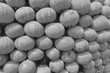 hasat taze turuncu kabak Cadılar Bayramı Günü için gruptaki