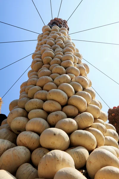 Cosecha calabaza fresca en el cielo —  Fotos de Stock