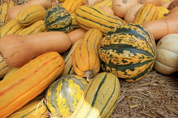 Zucca di burro in azienda — Foto Stock