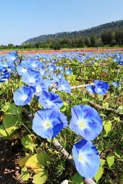 Flores de glória azul no jardim — Fotografia de Stock