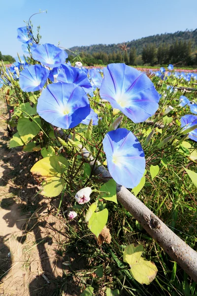 Chwała niebieskie kwiaty w ogrodzie — Zdjęcie stockowe