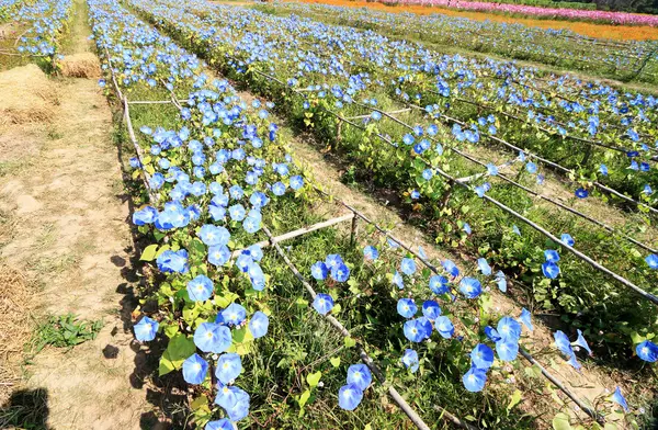 Flores de gloria azul en el jardín — Foto de Stock