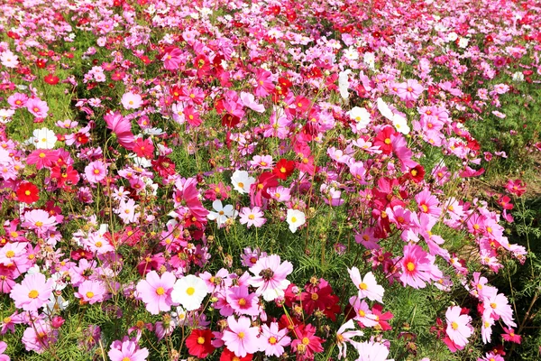 Różowy kosmos kwiat w ogrodzie — Zdjęcie stockowe