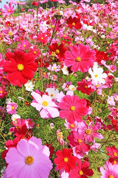 Bahçede pembe kozmos çiçeği — Stok fotoğraf