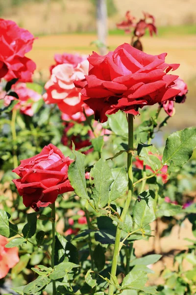 Rode roos in de tuin — Stockfoto