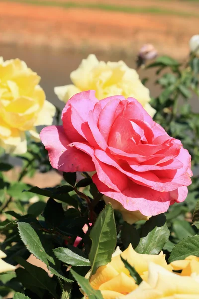 Różowa róża w ogrodzie — Zdjęcie stockowe