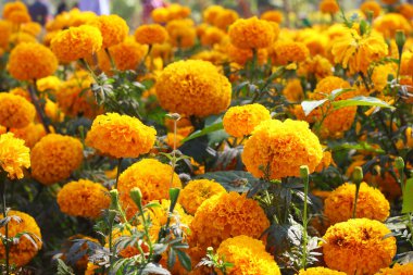 Marigold çiçek doğa alanı