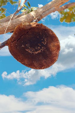 ağaç üzerinde kuş yuvası