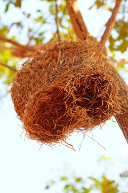 ağaç üzerinde kuş yuvası