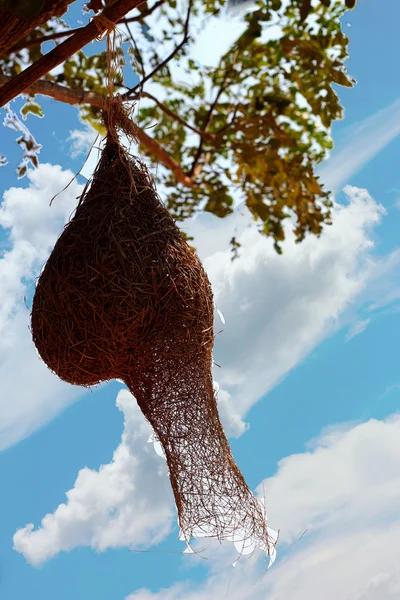 Ağaç üzerinde kuş yuvası — Stok fotoğraf