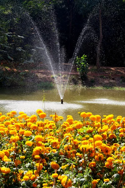 自然分野でマリーゴールドの花 — ストック写真