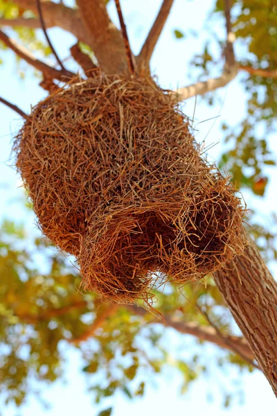 Vogelnest op boom — Stockfoto