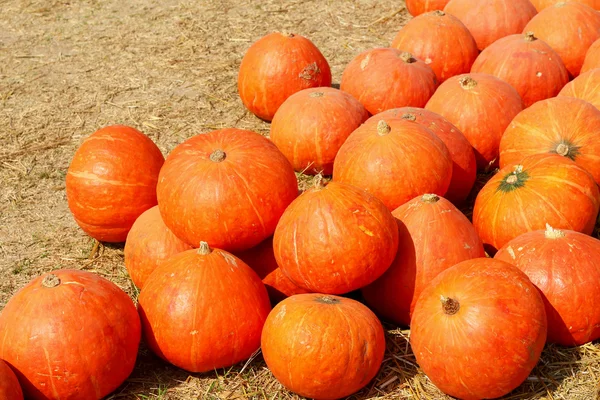 Cosechar naranja calabaza fresca en la granja para el día de Halloween — Foto de Stock