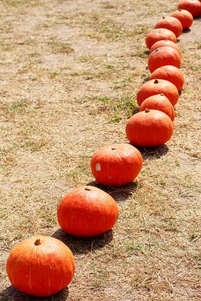 Sklízet čerstvé dýně oranžové na farmě za den halloween — Stock fotografie