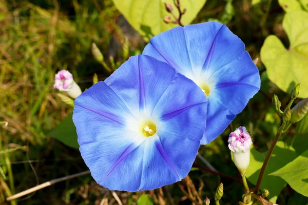 Flores de glória azul no jardim — Fotografia de Stock