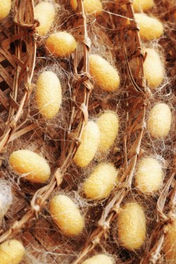 bir sürü sarı koza ipekböceği