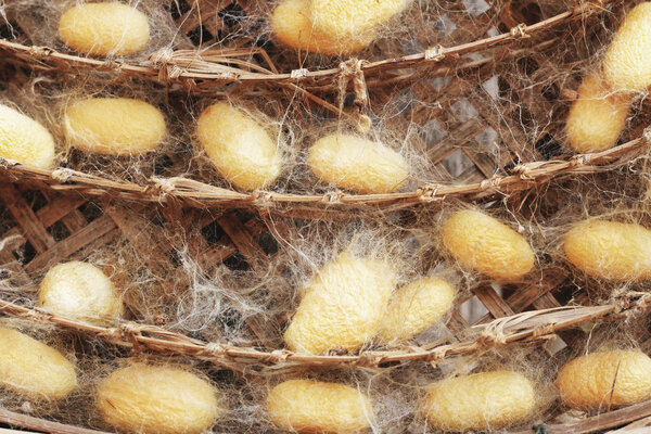 a lot of yellow cocoon silkworm
