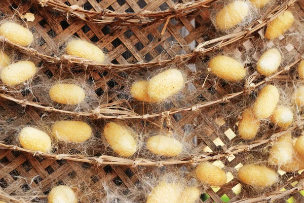 Een heleboel gele cocoon zijderupsen — Stockfoto