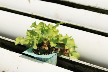 tereyağı baş sebze hydroponic çiftlik